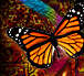 animals, birds, fish, insects, pets